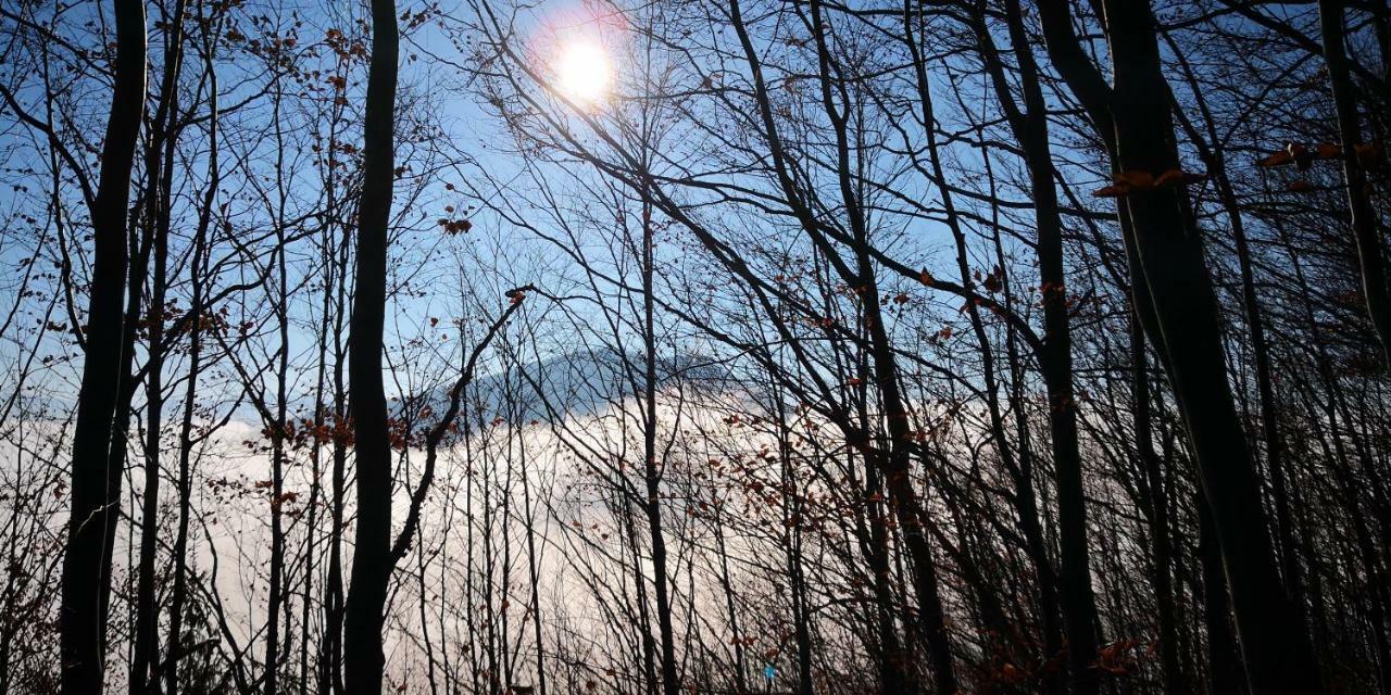 Zimmervermietung Stocker Вайдгофен-ан-дер-Іббс Екстер'єр фото